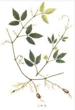 金线吊葫芦